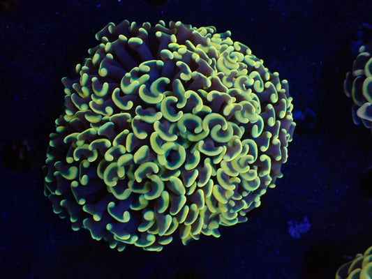 ナガレハナサンゴultragrade022