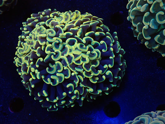 ナガレハナサンゴultragrade022