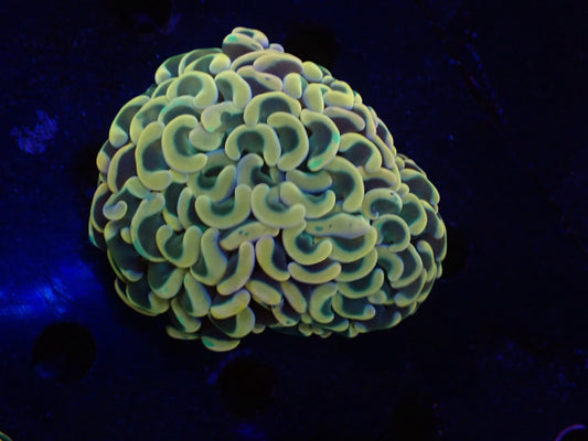 ナガレハナサンゴultragrade025