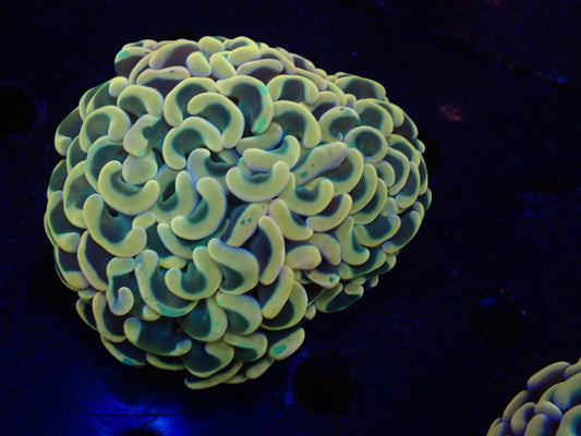 ナガレハナサンゴultragrade025