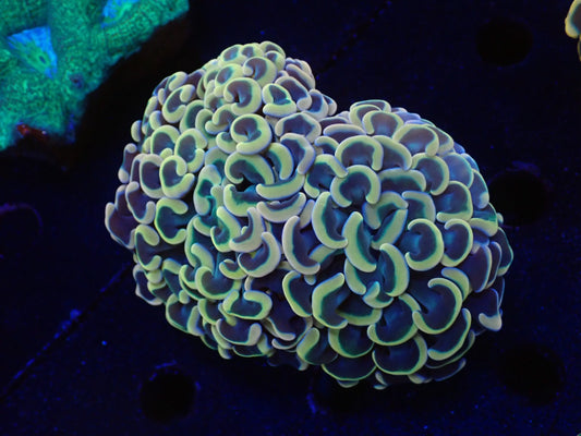 ナガレハナサンゴultragrade026