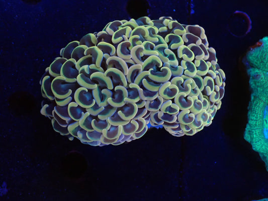 ナガレハナサンゴultragrade026