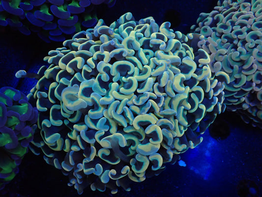 ナガレハナサンゴultragrade027