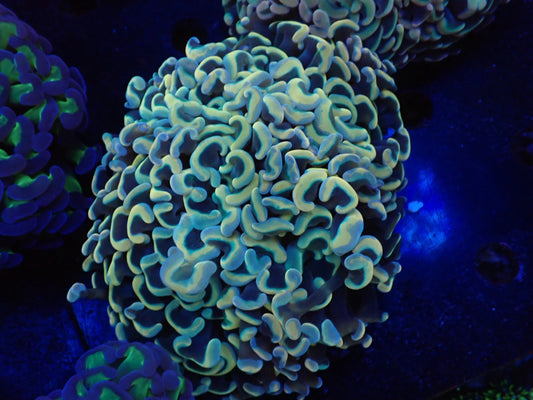 ナガレハナサンゴultragrade027