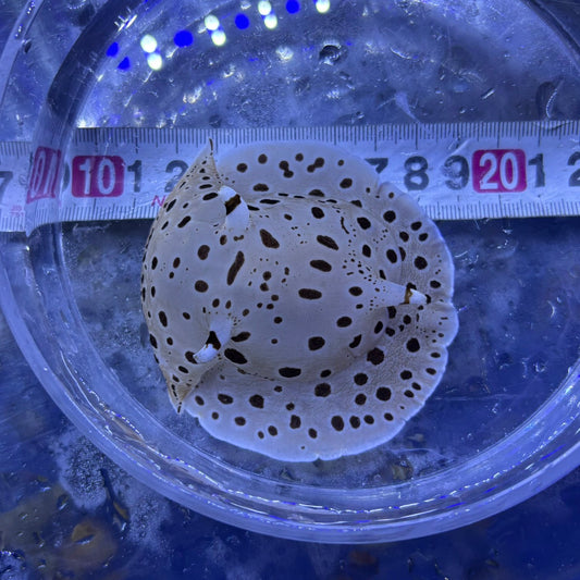 マダラウミフクロウ