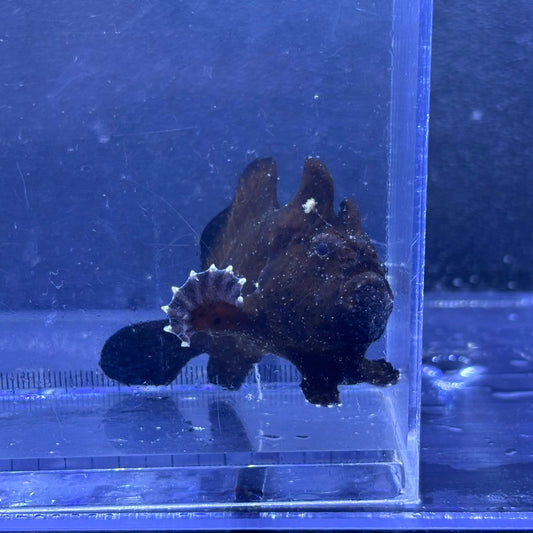 イロカエルアンコウ　ブラック