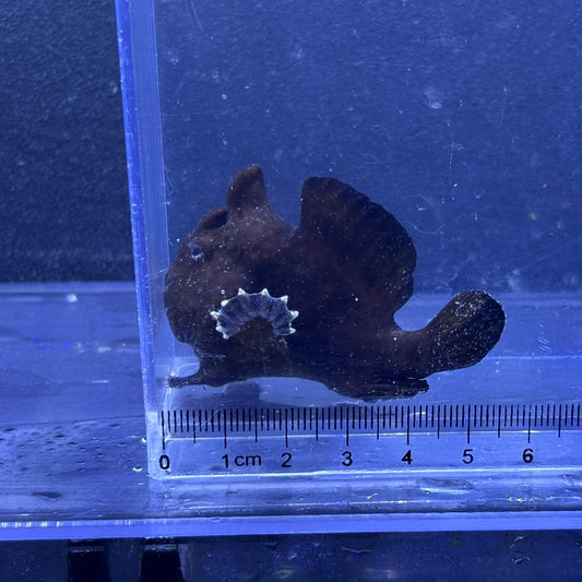 イロカエルアンコウ　ブラック