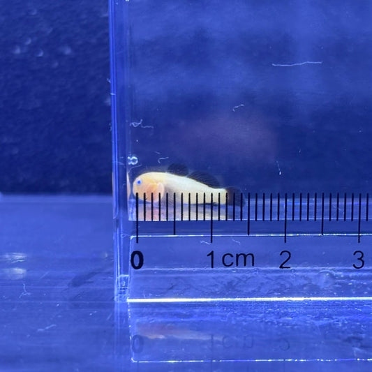 パンダダルマハゼ