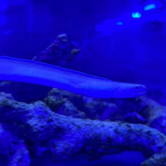 ホワイトリボンイール