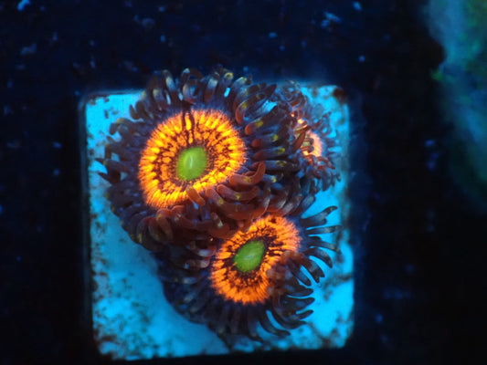 USAマメスナ　ゴブトストッパー