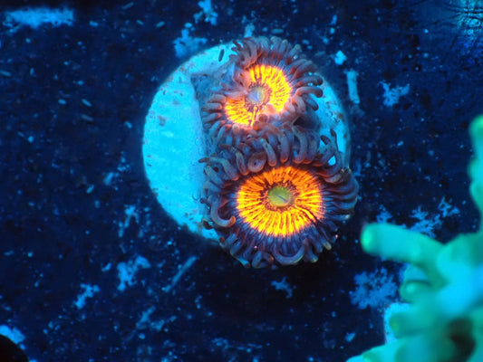 USAマメスナ　ゴブトストッパー