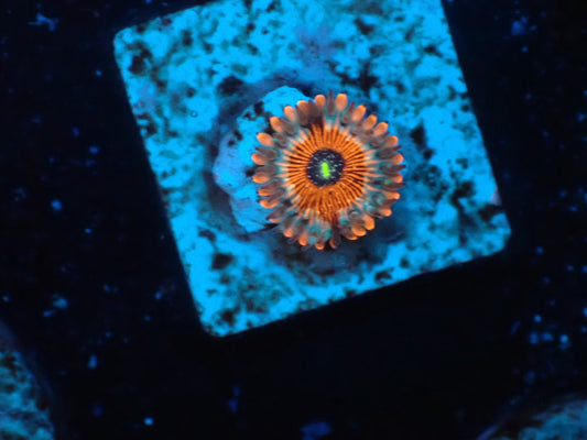 USAマメスナ　アガベス