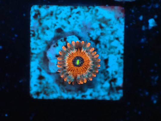 USAマメスナ　アガベス