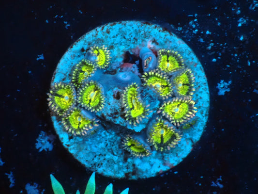 USAマメスナ　ソニックブーム