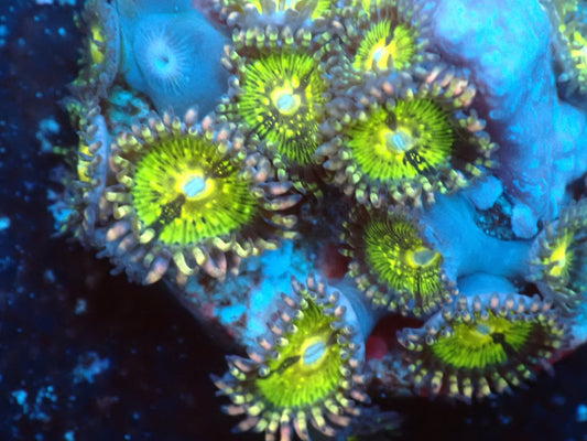 USAマメスナ　ソニックブーム