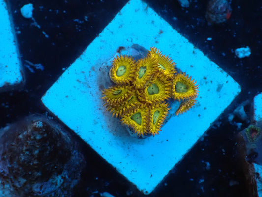 USAマメスナ　ピカチュウ