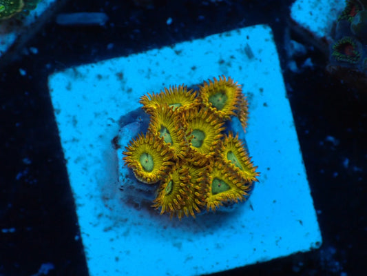 USAマメスナ　ピカチュウ