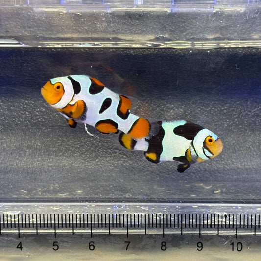 Mask Black Picasso Clownfish