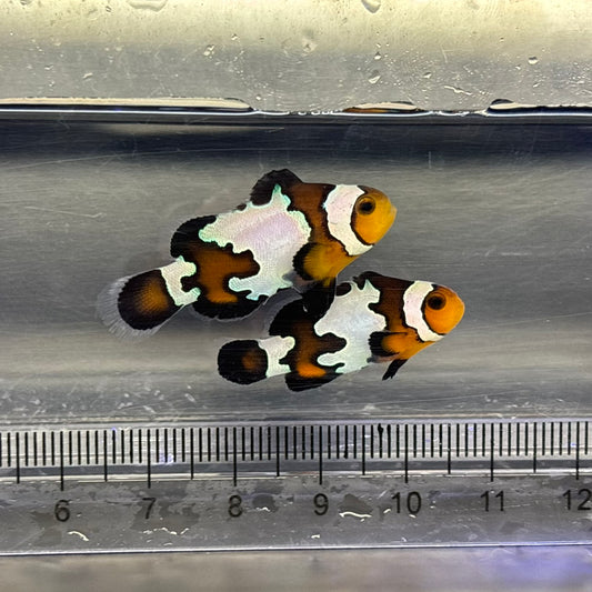 Black Ice snowflake Clownfish