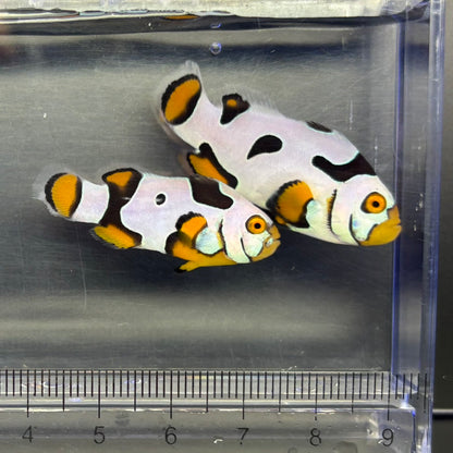 Helmet Black Picasso Clownfish