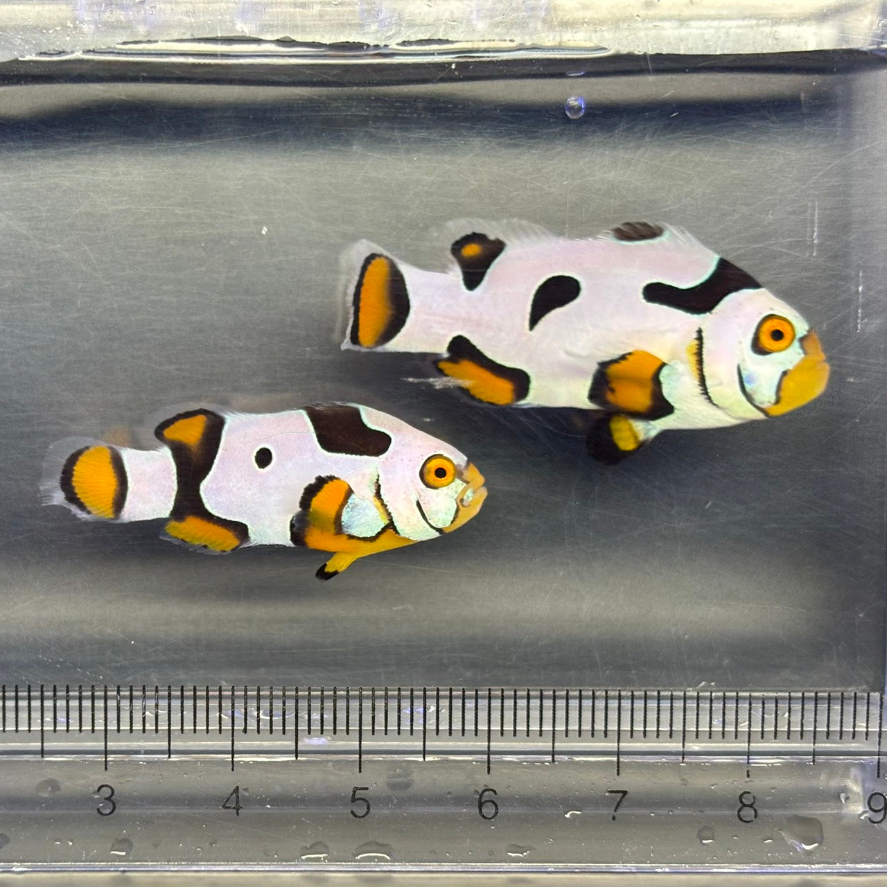 Helmet Black Picasso Clownfish