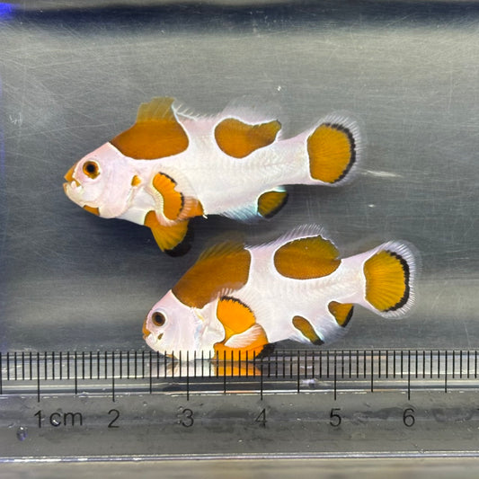 orange　Storm　ocellaris
