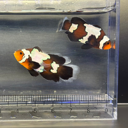 Black snowflake Lonfin Clownfish