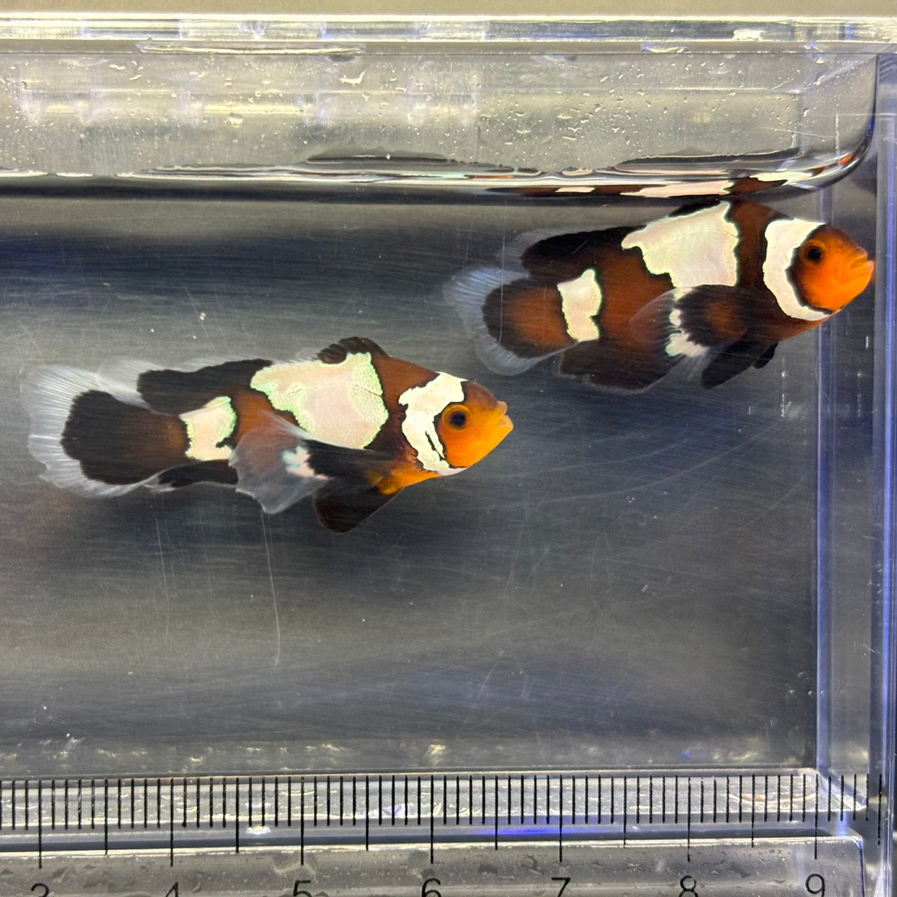 Black snowflake Lonfin Clownfish