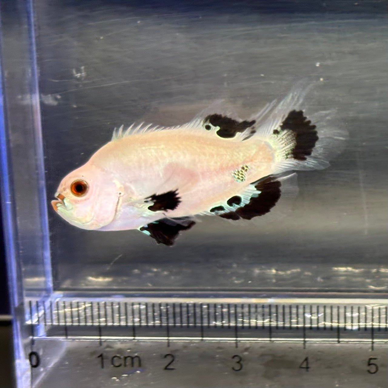Platinum Storm  Lonfin Clownfish