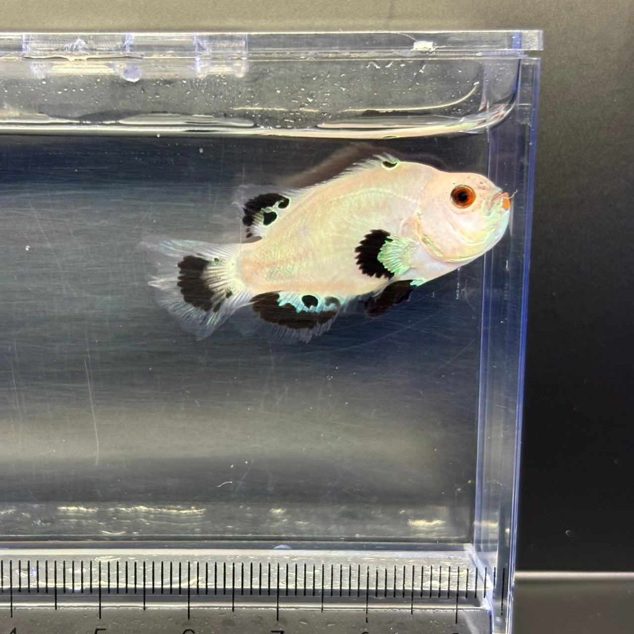 Platinum Storm  Lonfin Clownfish
