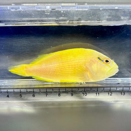 Yellow Hawk(Paracirrhites xanthus)