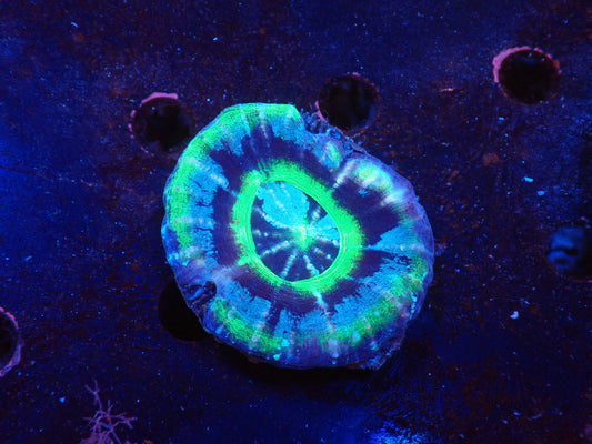 スコリミア（UFO　Rere）