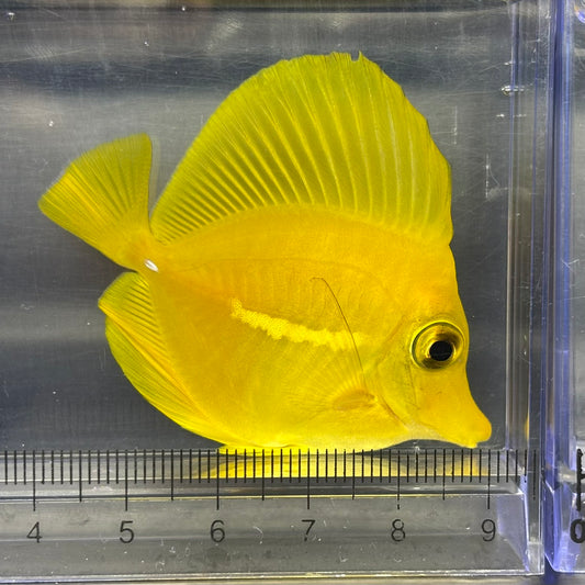 カミハタブリード　キイロハギ