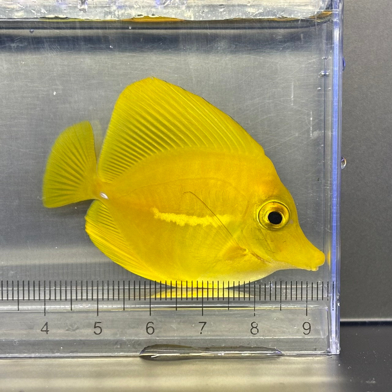 海水魚 – FISH UP