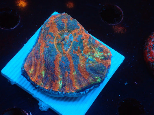 Scolymia vitiensis  フラグ04