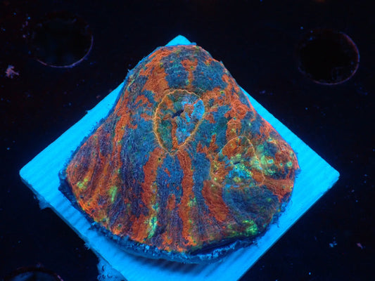 Scolymia vitiensis  フラグ04