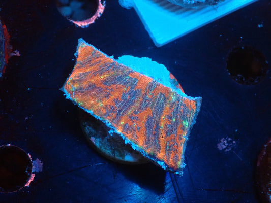 Scolymia vitiensis  フラグ02