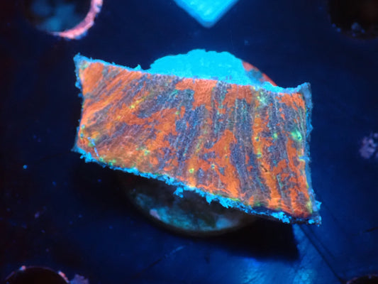 Scolymia vitiensis  フラグ02