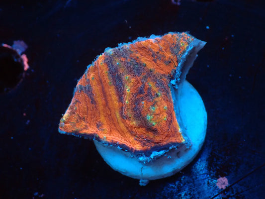 Scolymia vitiensis  フラグ03