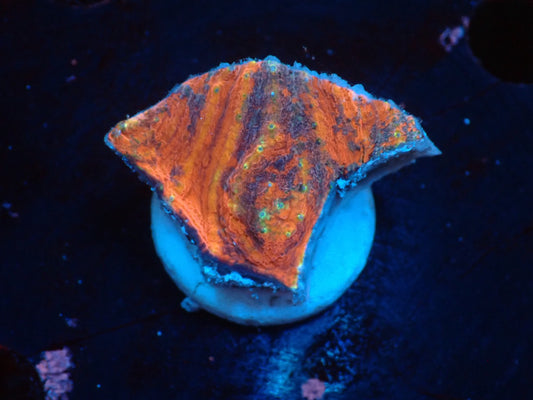 Scolymia vitiensis  フラグ03