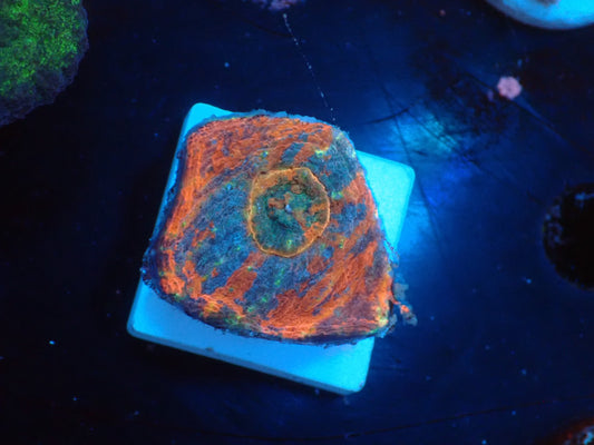 Scolymia vitiensis  フラグ01