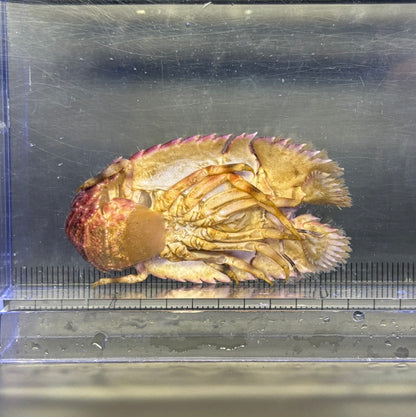 ゾウリエビ