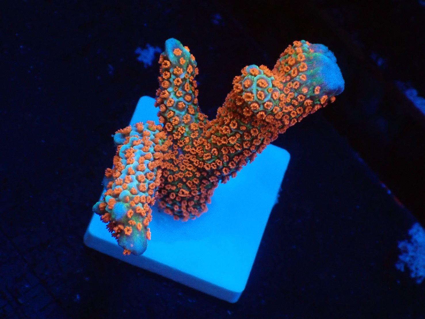 SPS – FISH UP