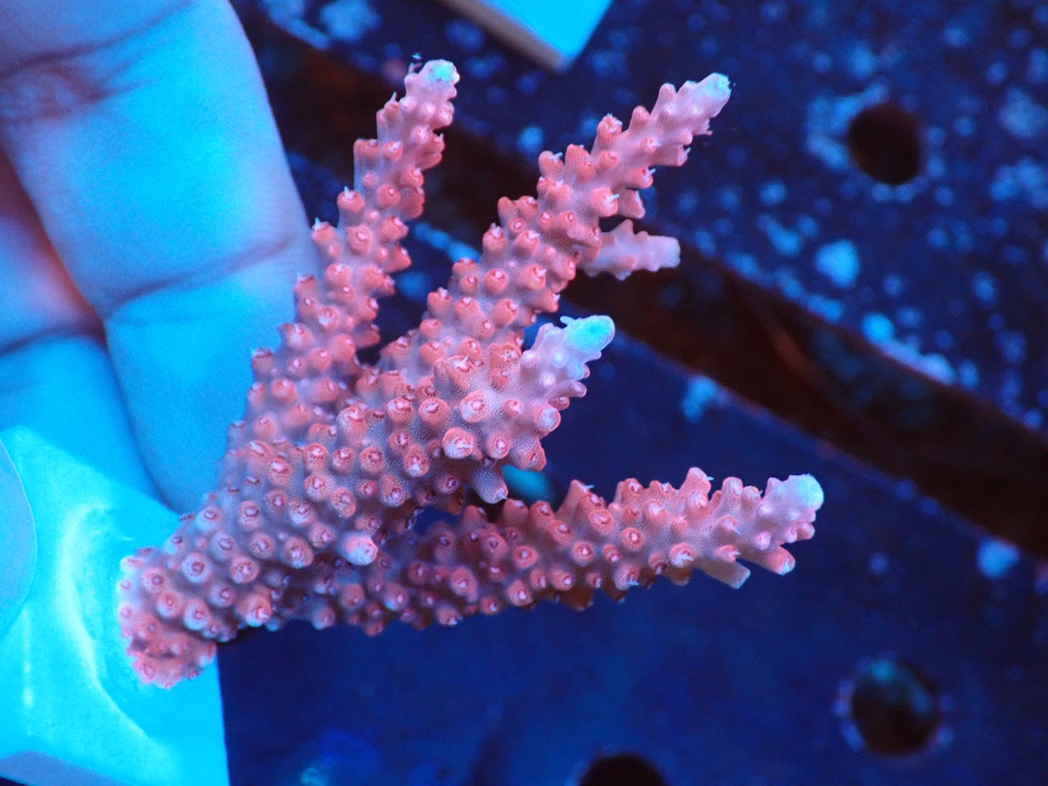 SPS – FISH UP