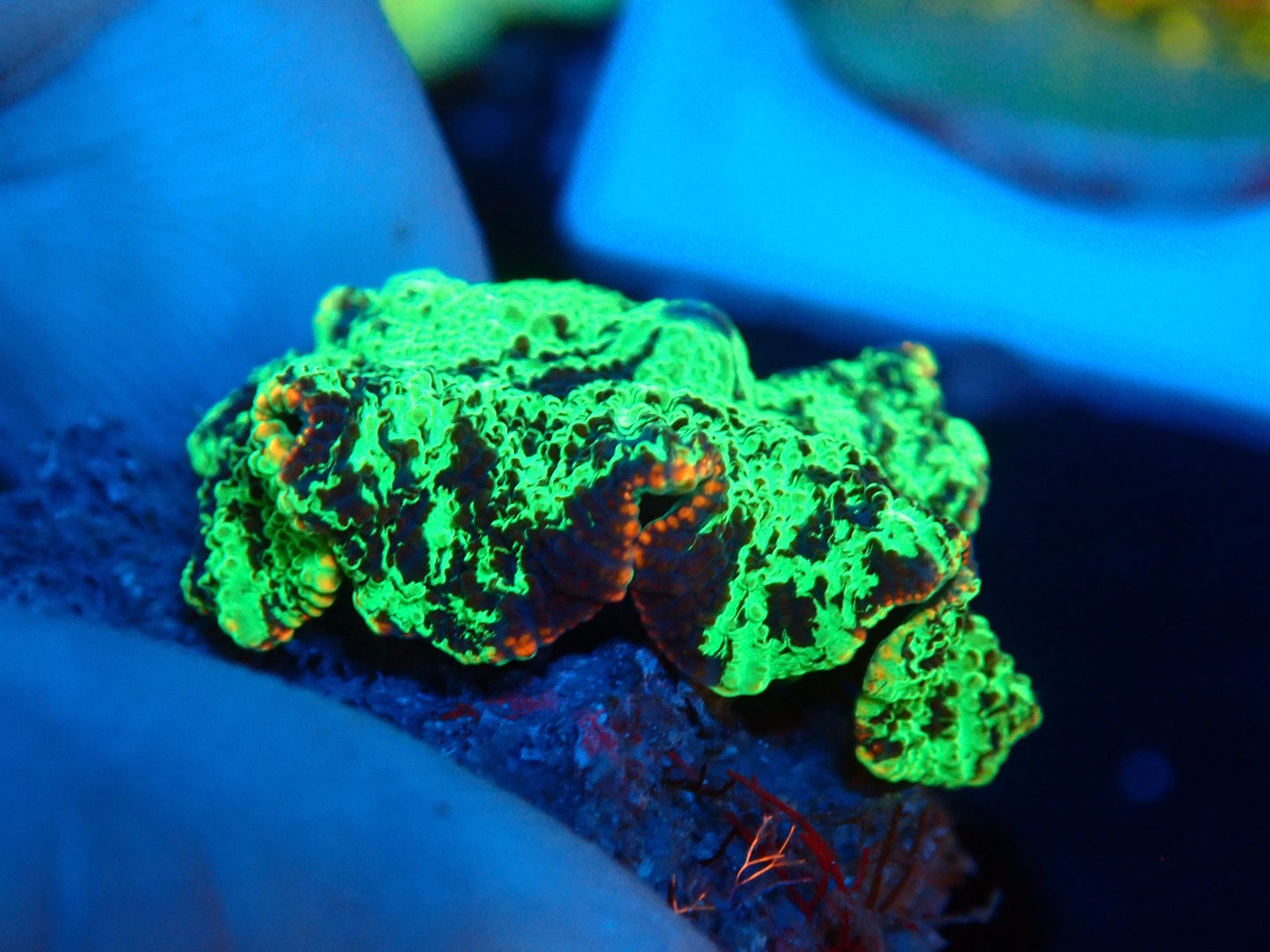 KRIPTONITE MUSHROOM 01