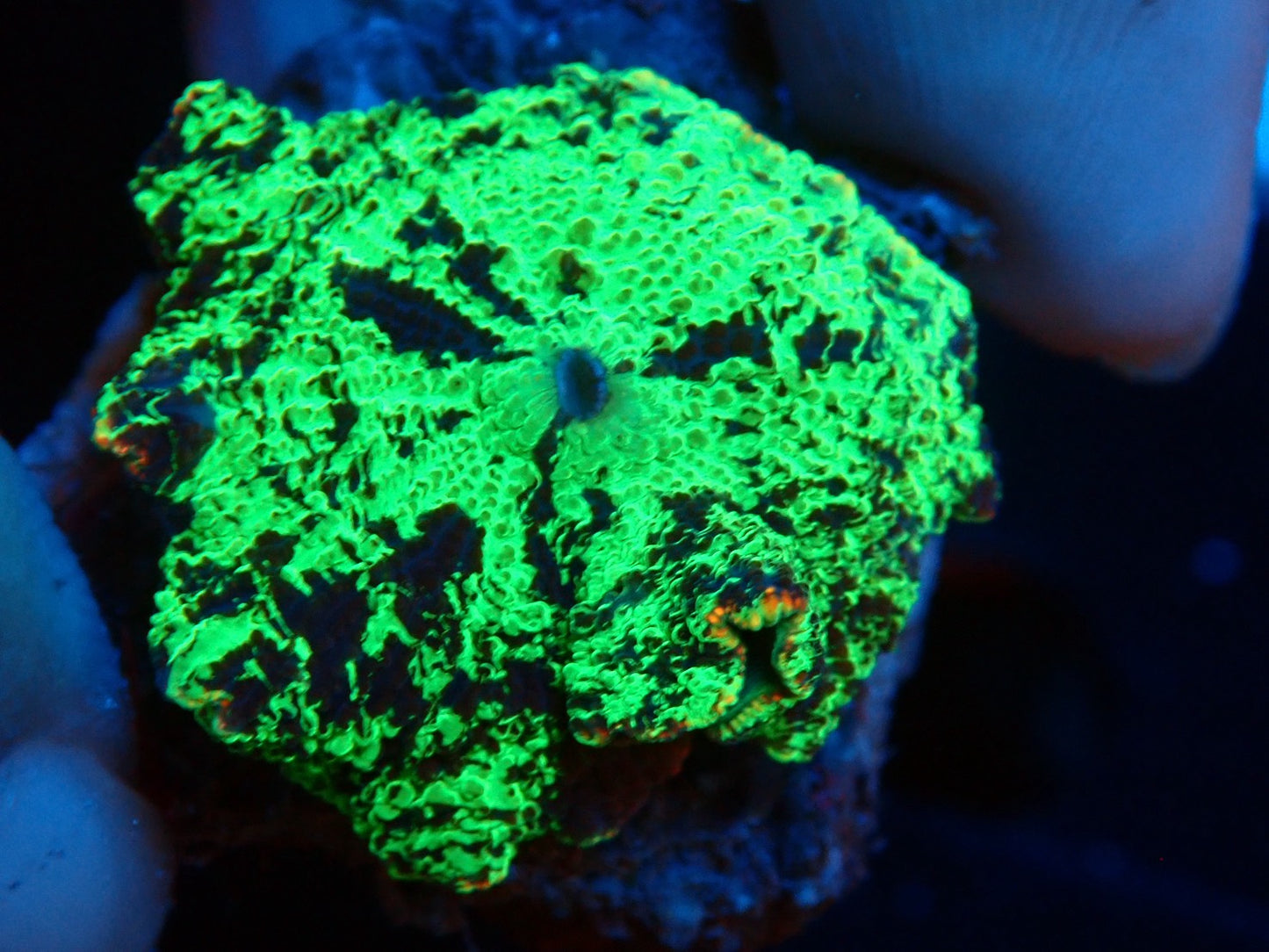 KRIPTONITE MUSHROOM 01