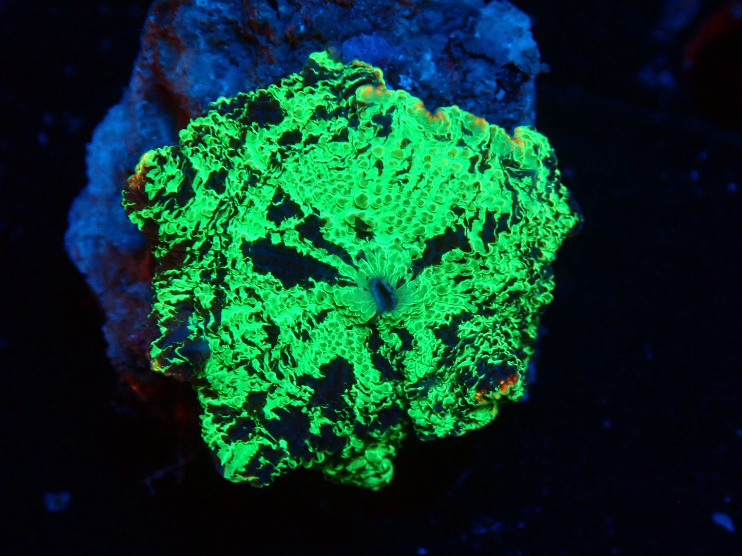 KRIPTONITE MUSHROOM 01