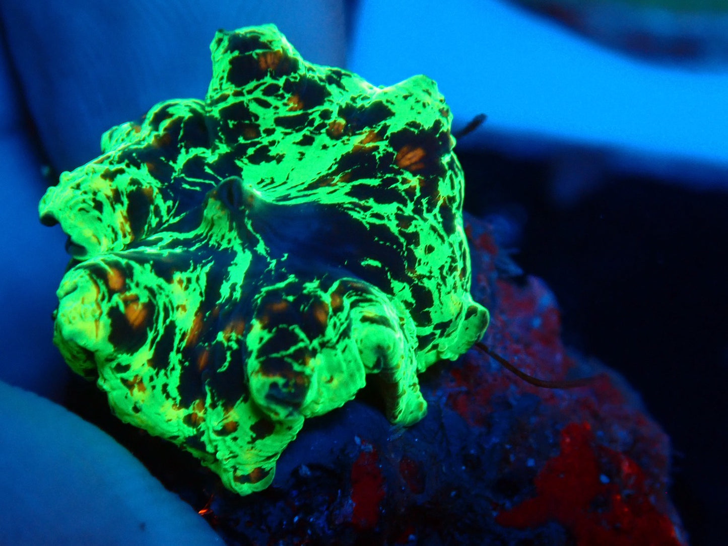 KRIPTONITE MUSHROOM 3color　02