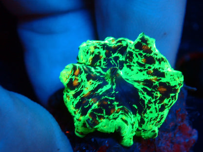 KRIPTONITE MUSHROOM 3color　02