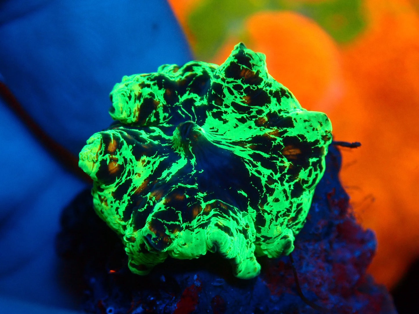 KRIPTONITE MUSHROOM 3color　02